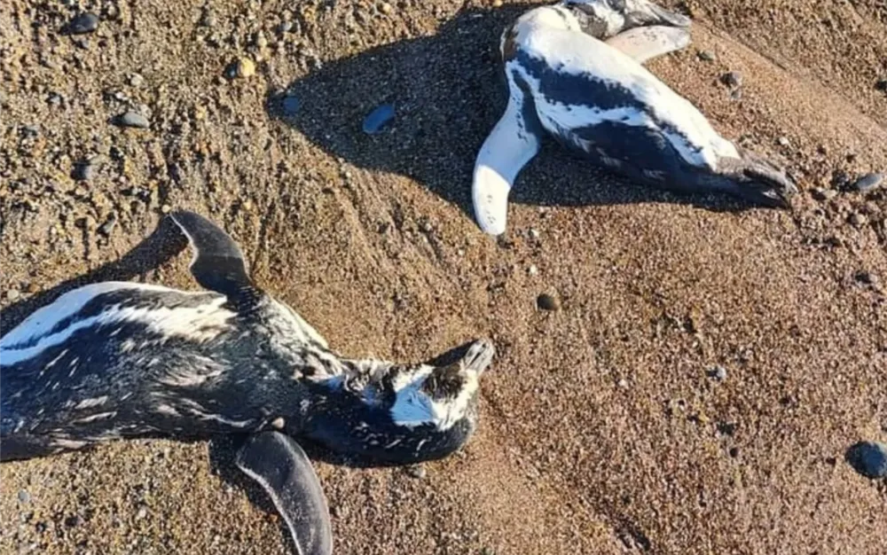 Pinguinos
